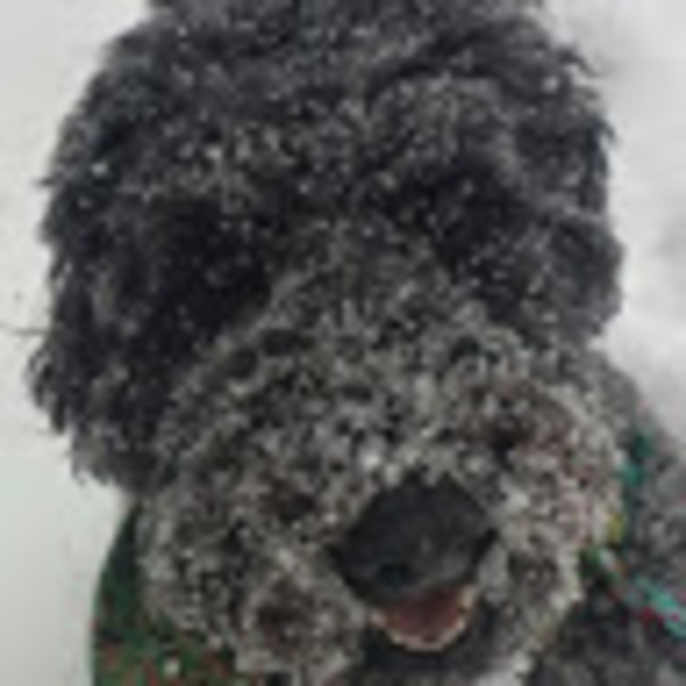 Meet your Posher, Tobey